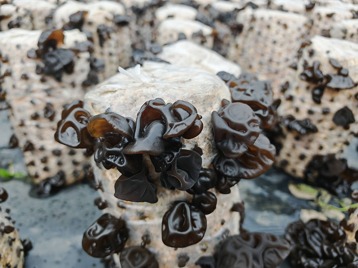 ‌����ľ��‌